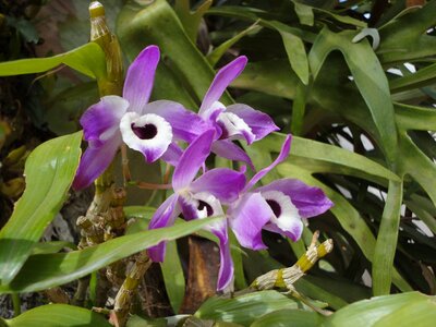 Orchid purple flowers