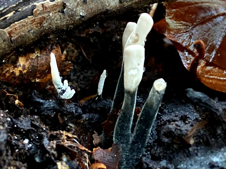 Xylaria hypoxylon 101324913