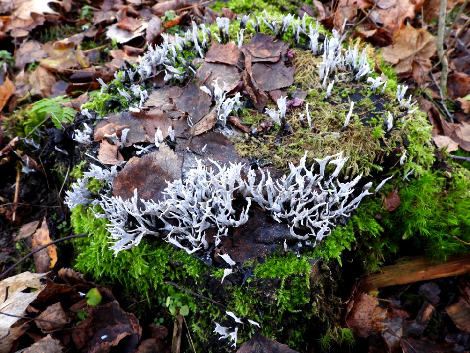 Xylaria hypoxylon 103604675
