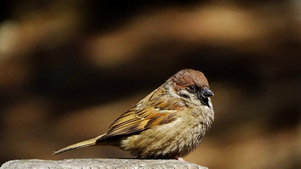 Animal outdoors sparrow photo