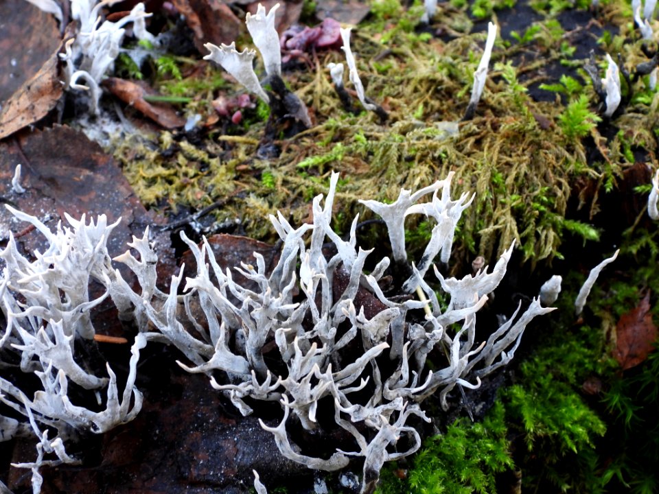 Xylaria hypoxylon 103604712