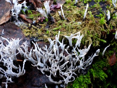 Xylaria hypoxylon 103604712