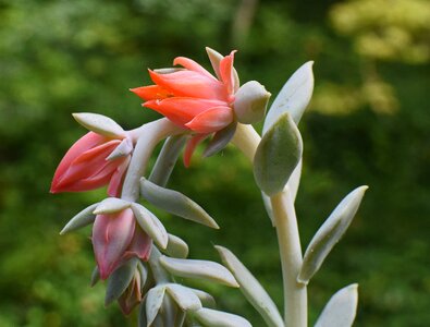 Bud blossom bloom