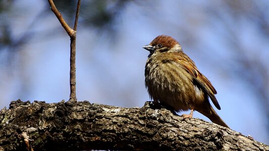 Animal outdoors sparrow photo