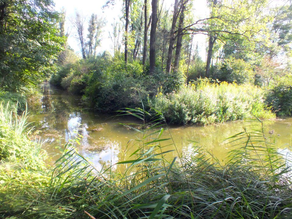 Wzwz würmmühlweiher 04