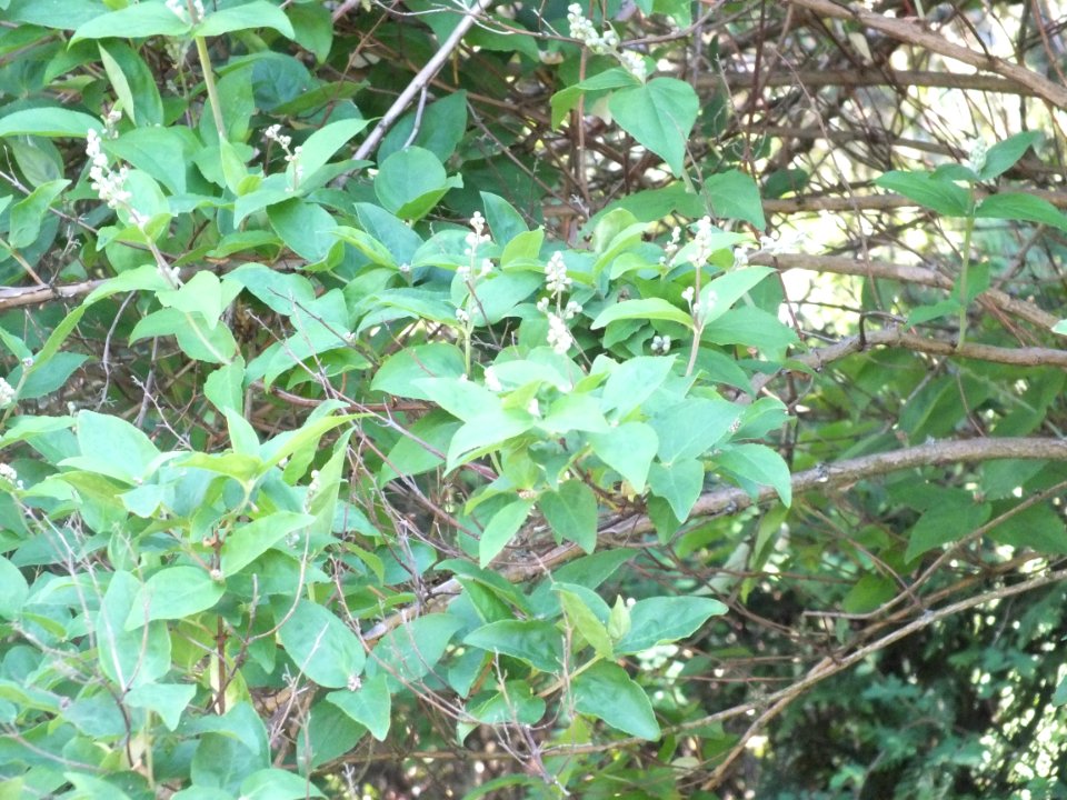 Wzwz tree 12b Deutzia scabra 'Candidissima'