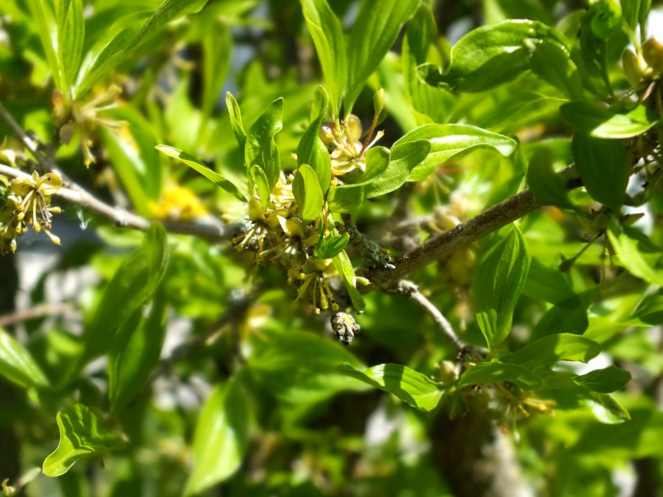 Wzwz tree 11b Cornus mas