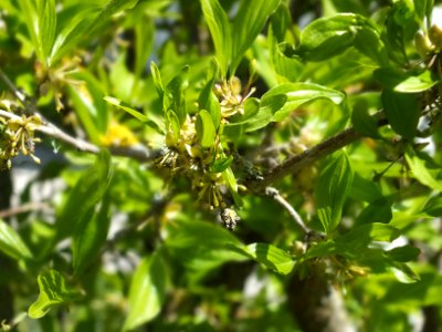 Wzwz tree 11b Cornus mas