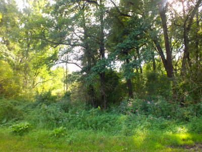 Wzwz würmmühlweiher 01