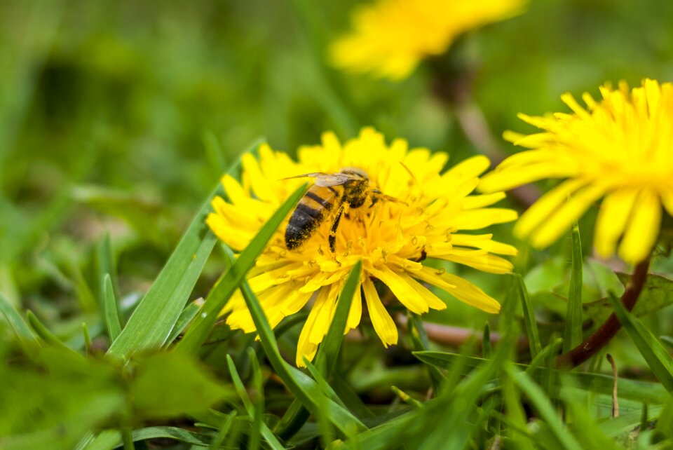 Plant summer insect