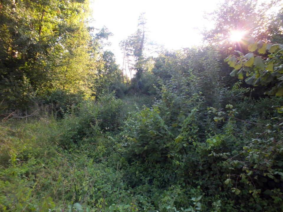 Wzwz Schwaigerbachweiher 01