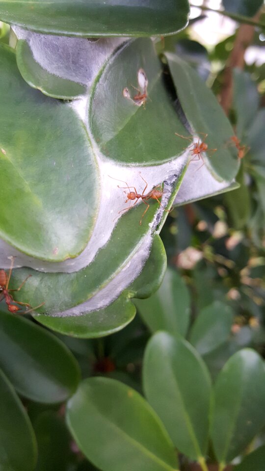 Nature macro animal