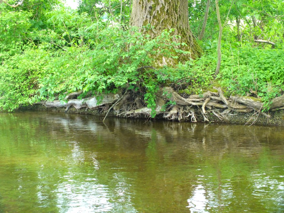 Wzwz tree roots 08