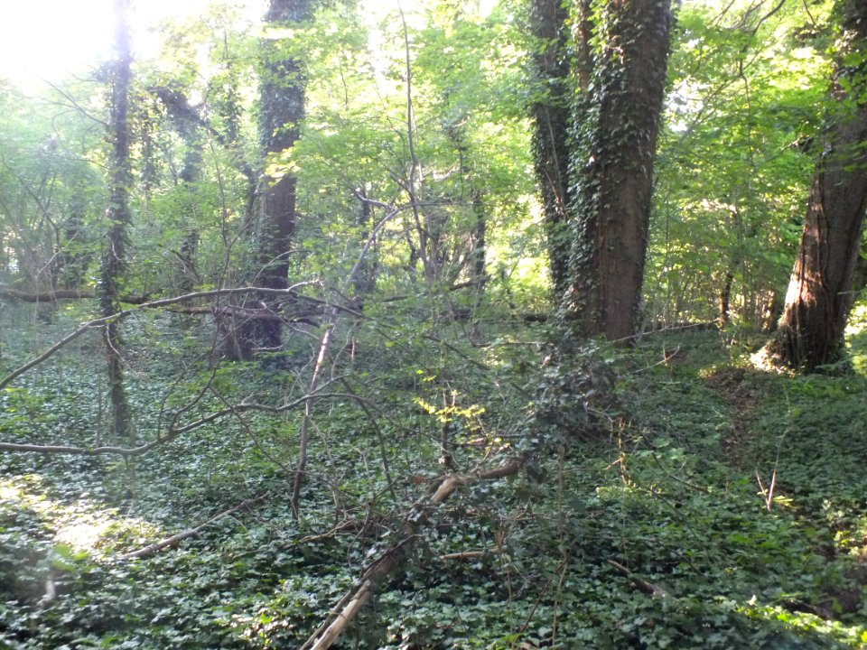 Wzwz Schwaigerbachweiher 02