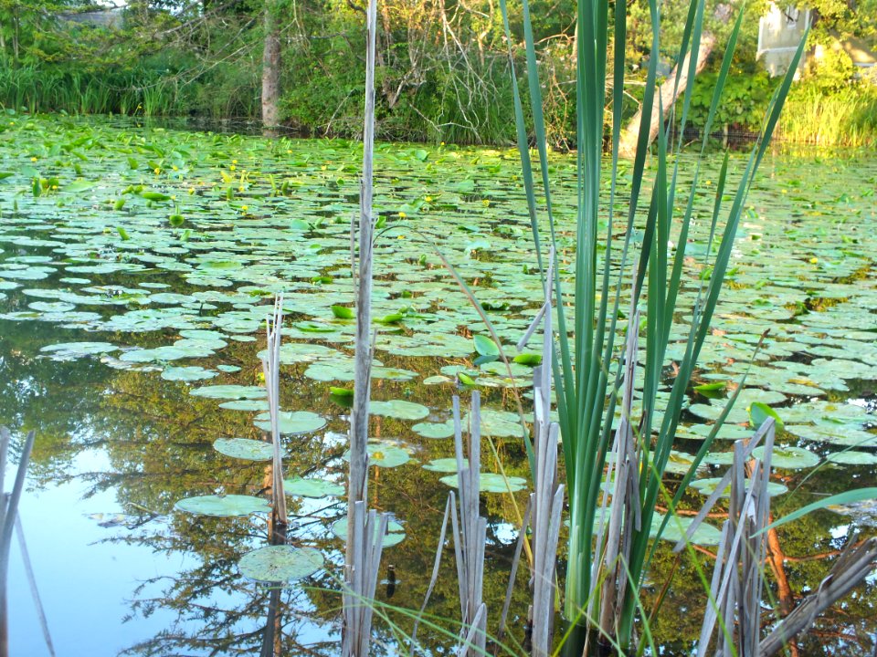 Wzwz Schwaigerbachweiher 17