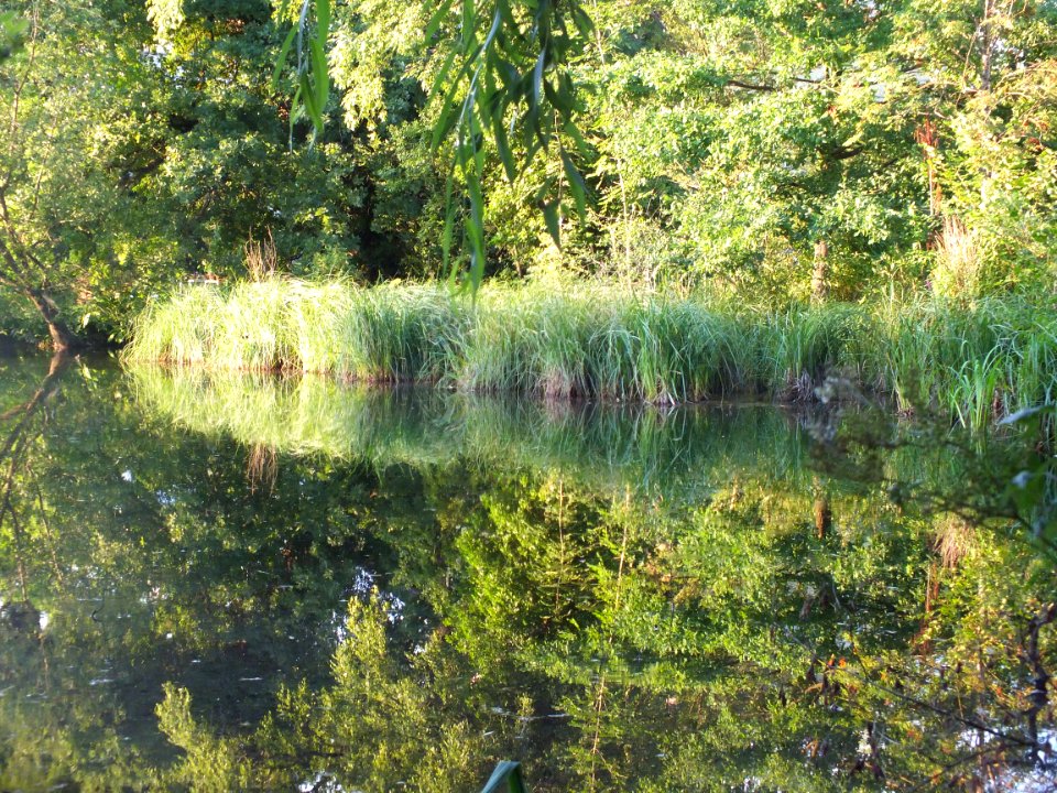 Wzwz Schwaigerbachweiher 15
