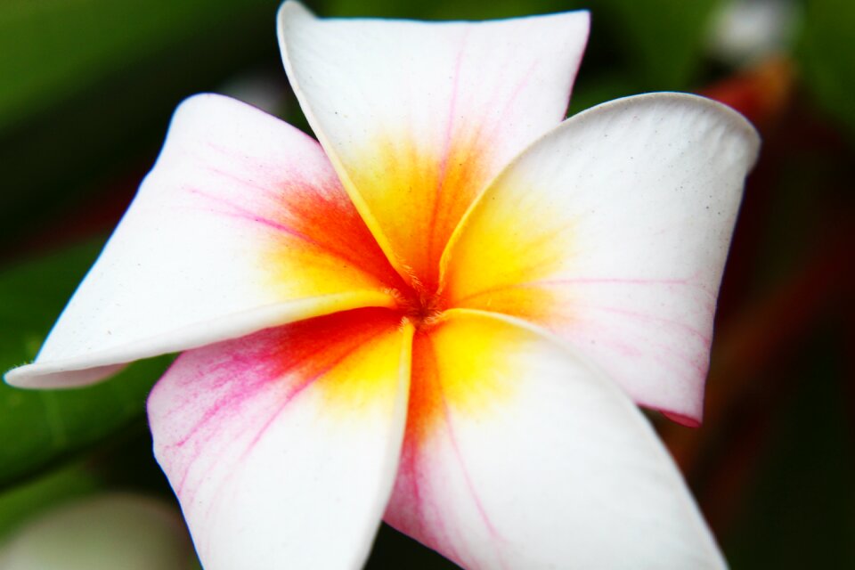 Nature summer tropical flowers