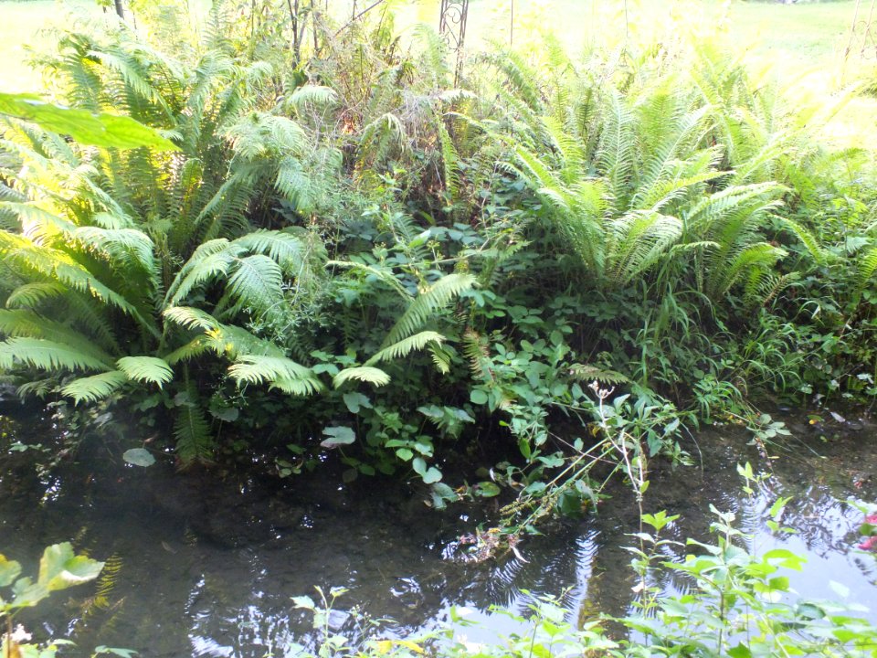 Wzwz Schwaigerbachweiher 09