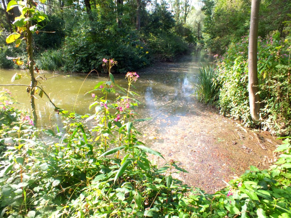 Wzwz würmmühlweiher 05