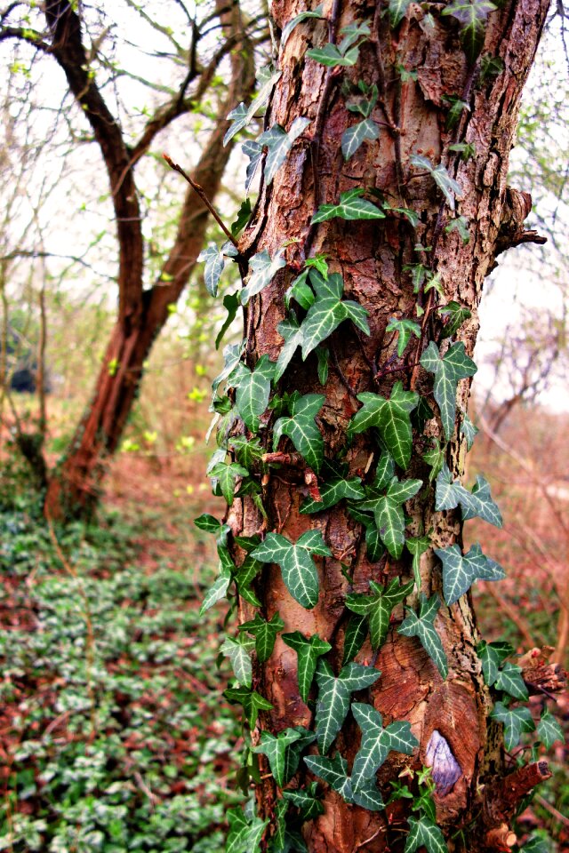 Ivy ivy grown ivy grown tree