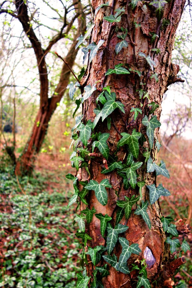 Ivy ivy grown ivy grown tree photo