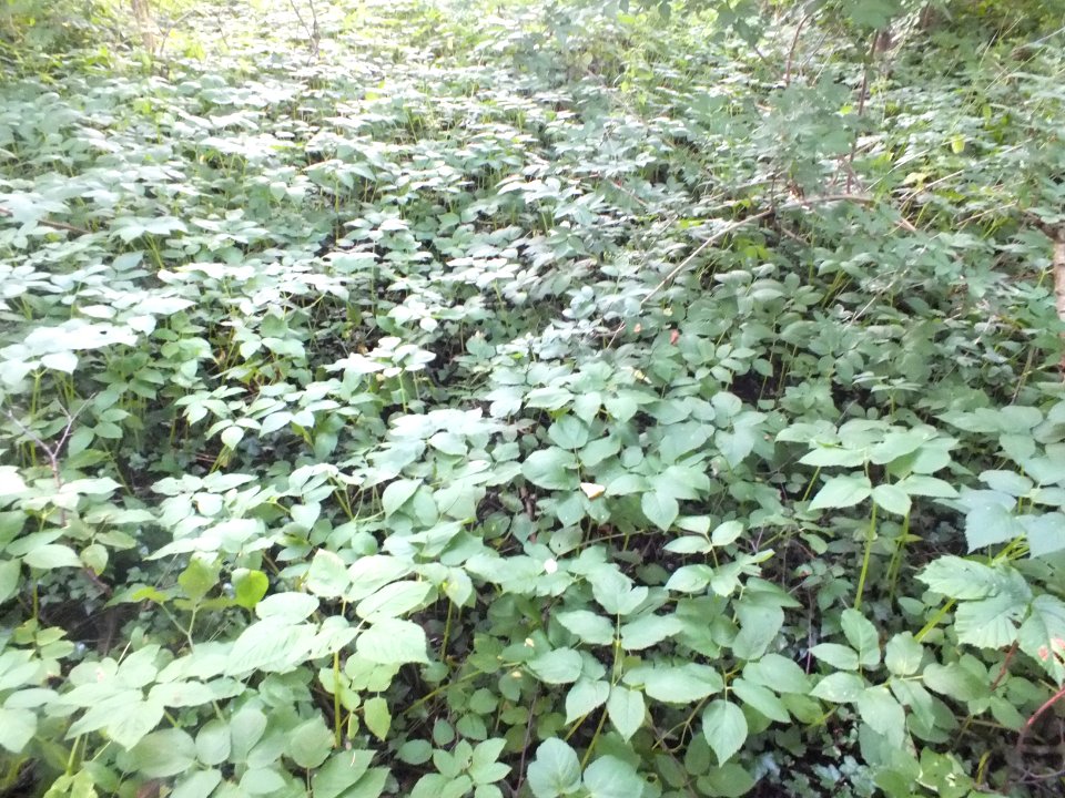 Wzwz Schwaigerbachweiher 07