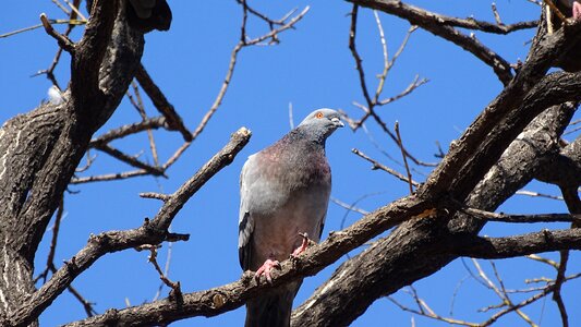 Wildlife animal pigeon photo