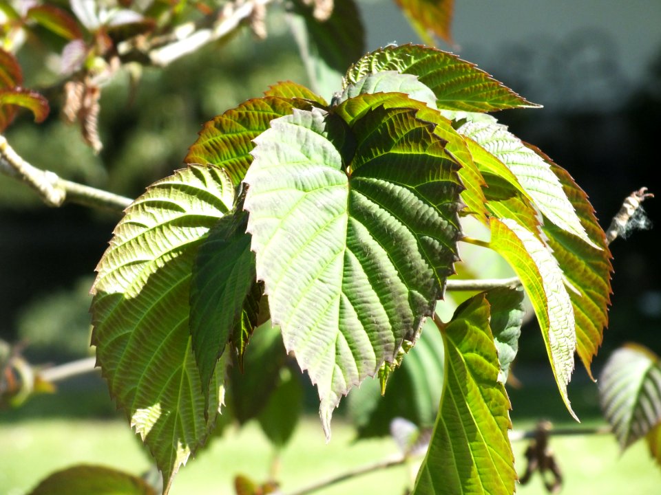 Wzwz tree 08b Davidia involucrata var. vilmoriniana
