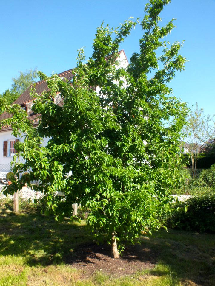 Wzwz tree 11c Cornus mas