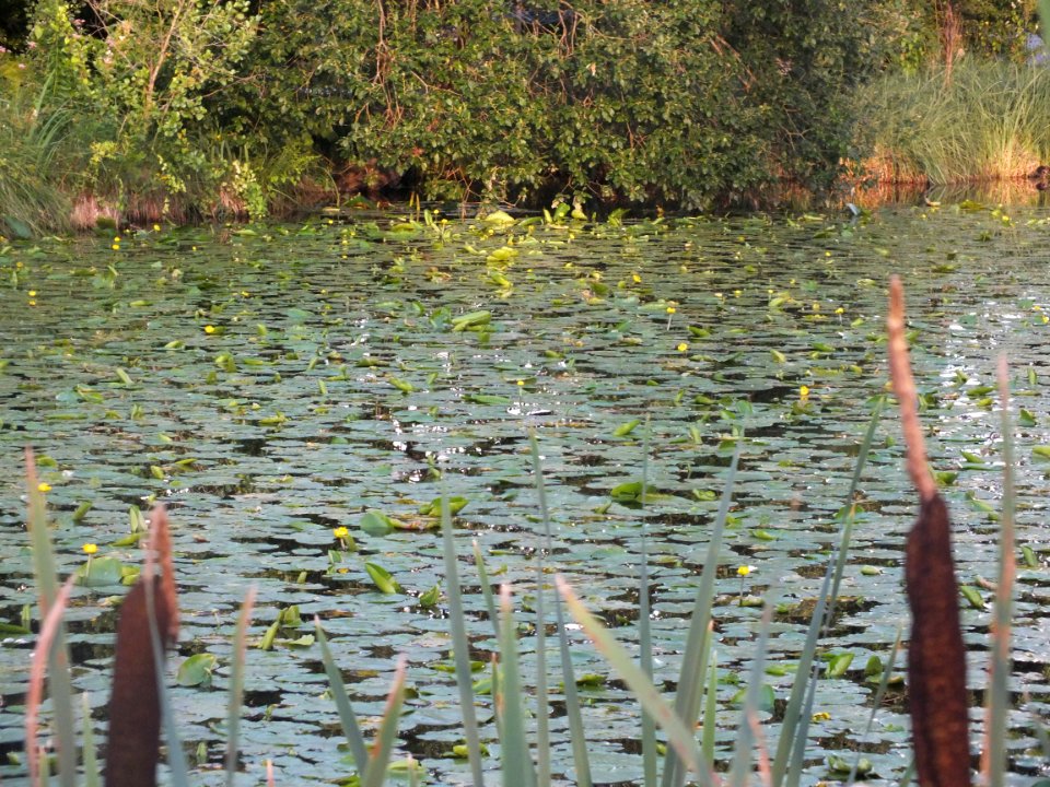 Wzwz Schwaigerbachweiher 18