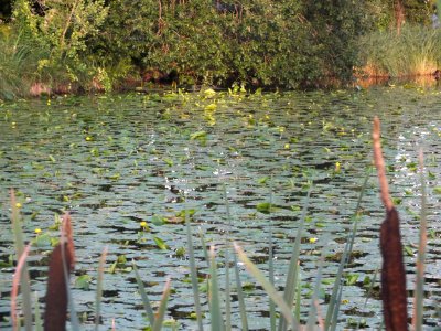 Wzwz Schwaigerbachweiher 18