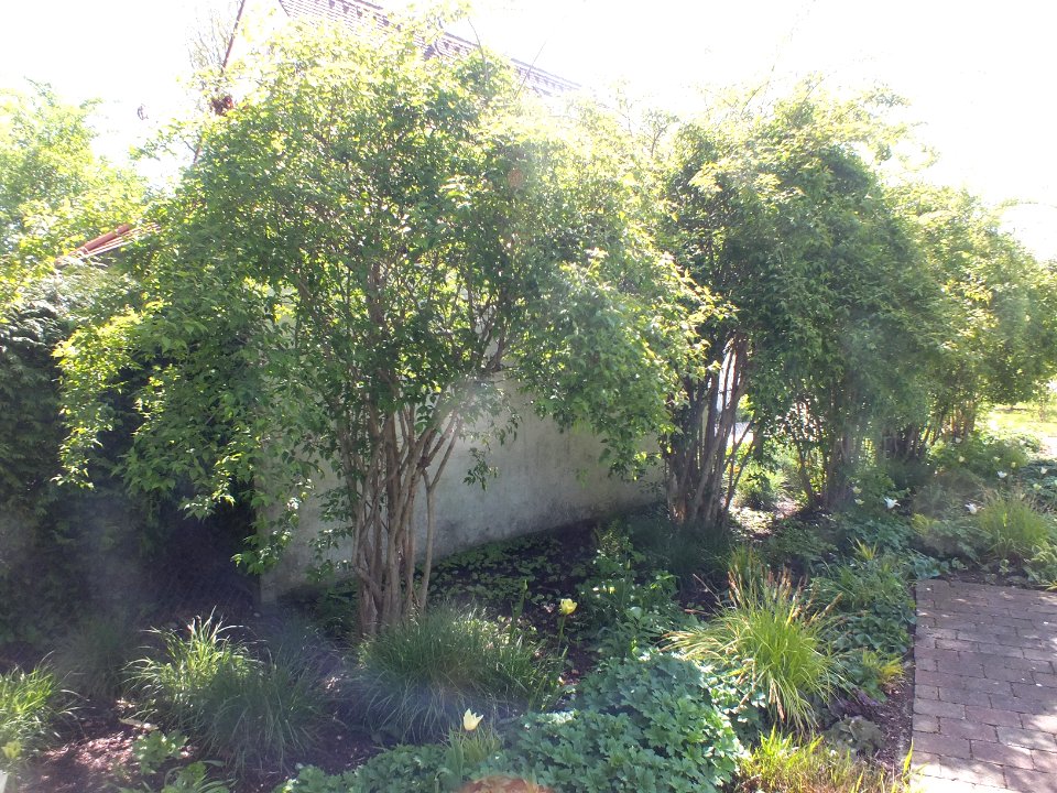 Wzwz tree 14a Kolkwitzia amabilis