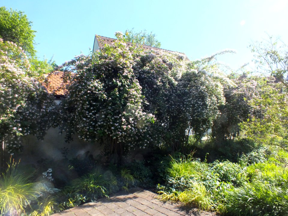 Wzwz tree 14b Kolkwitzia amabilis