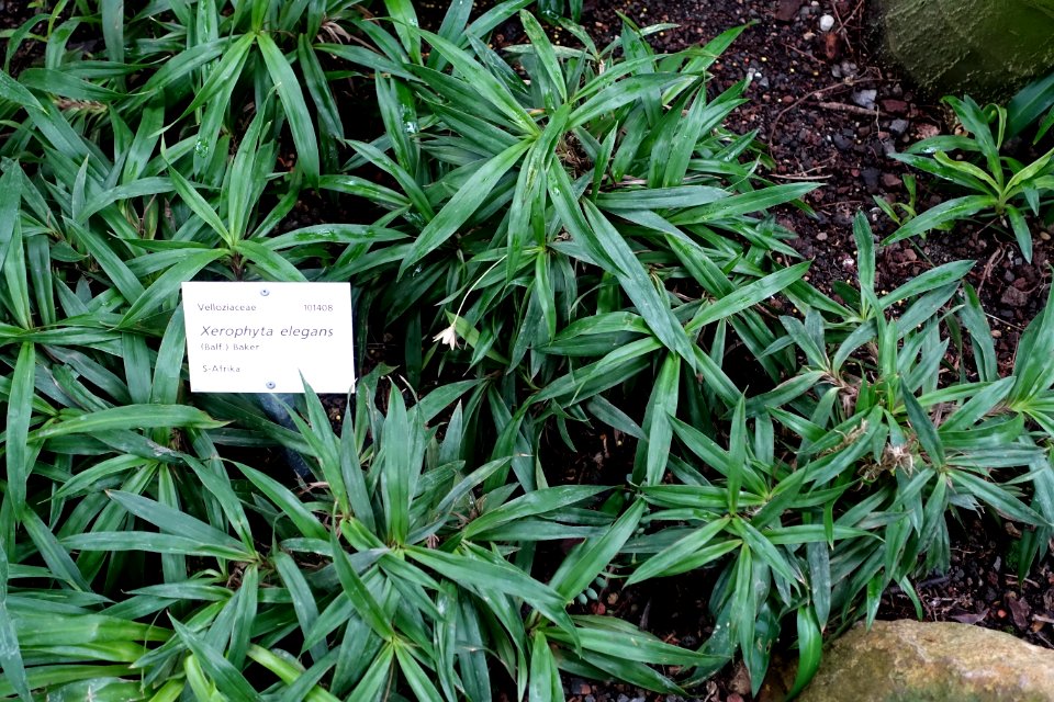 Xerophyta elegans - Botanischer Garten - Heidelberg, Germany - DSC01197