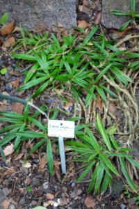 Xerophyta elegans (Talbotia elegans) - Botanischer Garten, Dresden, Germany - DSC08561