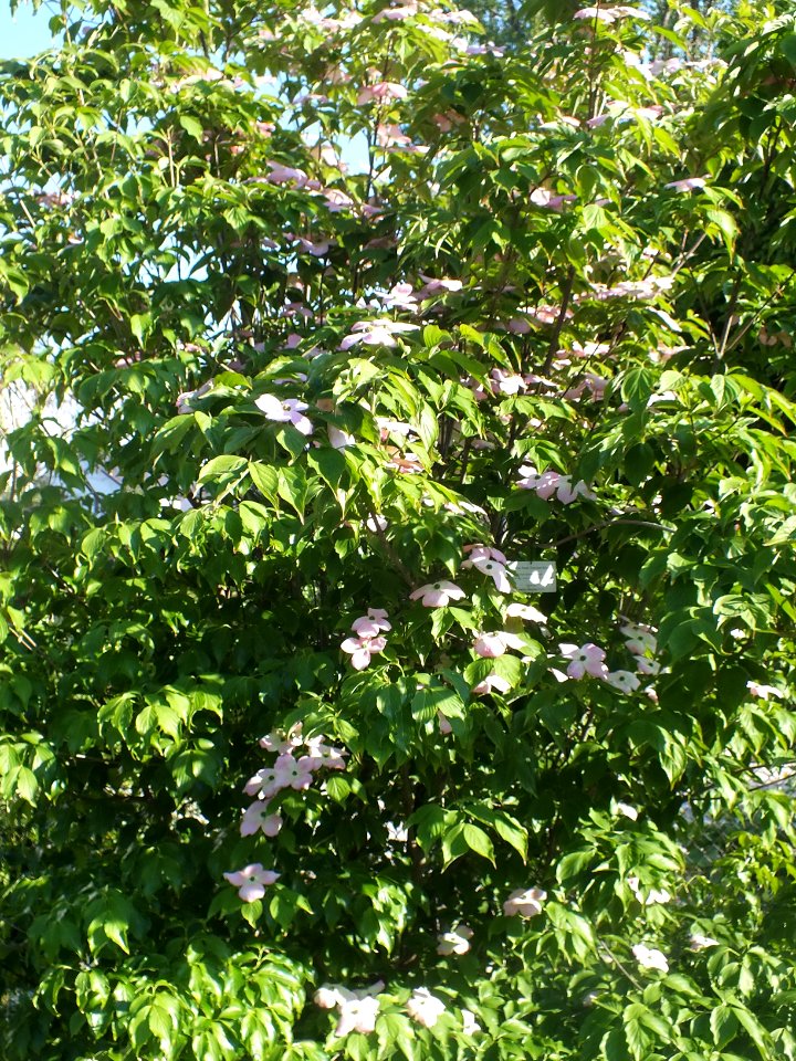 Wzwz tree 15b Cornus florida 'Cherokee Brave'