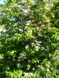 Wzwz tree 15b Cornus florida 'Cherokee Brave'