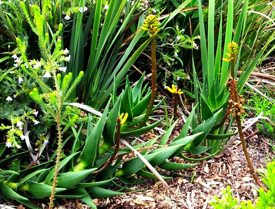 X Aloe commixta in Kirstenbosch fynbos rocky scrub 2