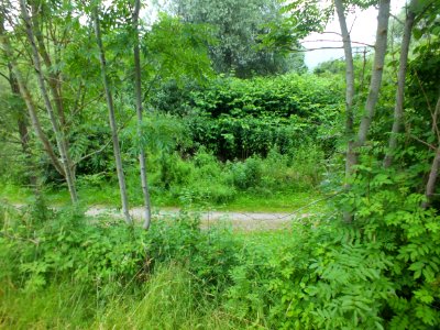 Wzwz Würm-Reschenbach-Aue 08