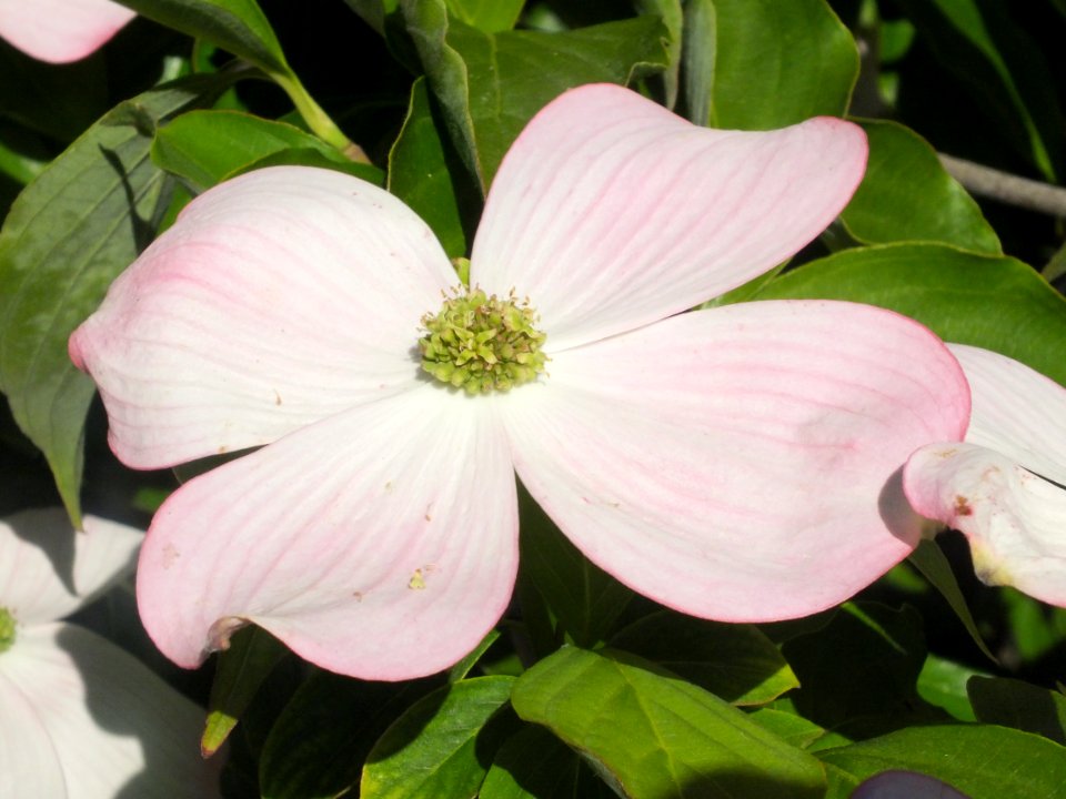 Wzwz tree 15f Cornus florida 'Cherokee Brave'