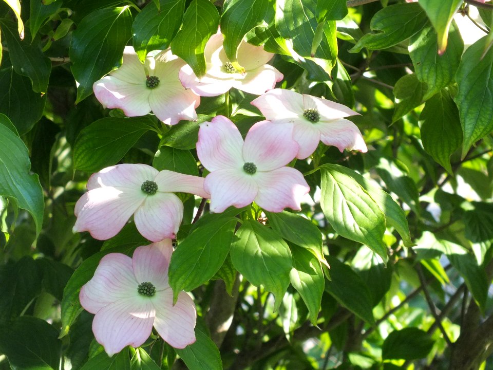Wzwz tree 15c Cornus florida 'Cherokee Brave'