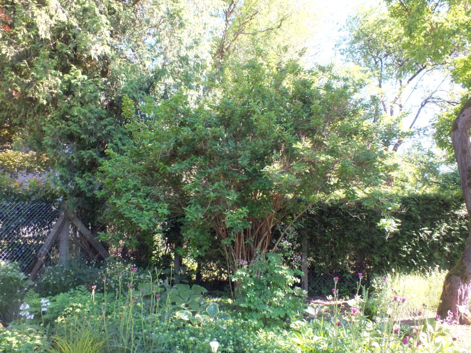 Wzwz tree 12a Deutzia scabra 'Candidissima'