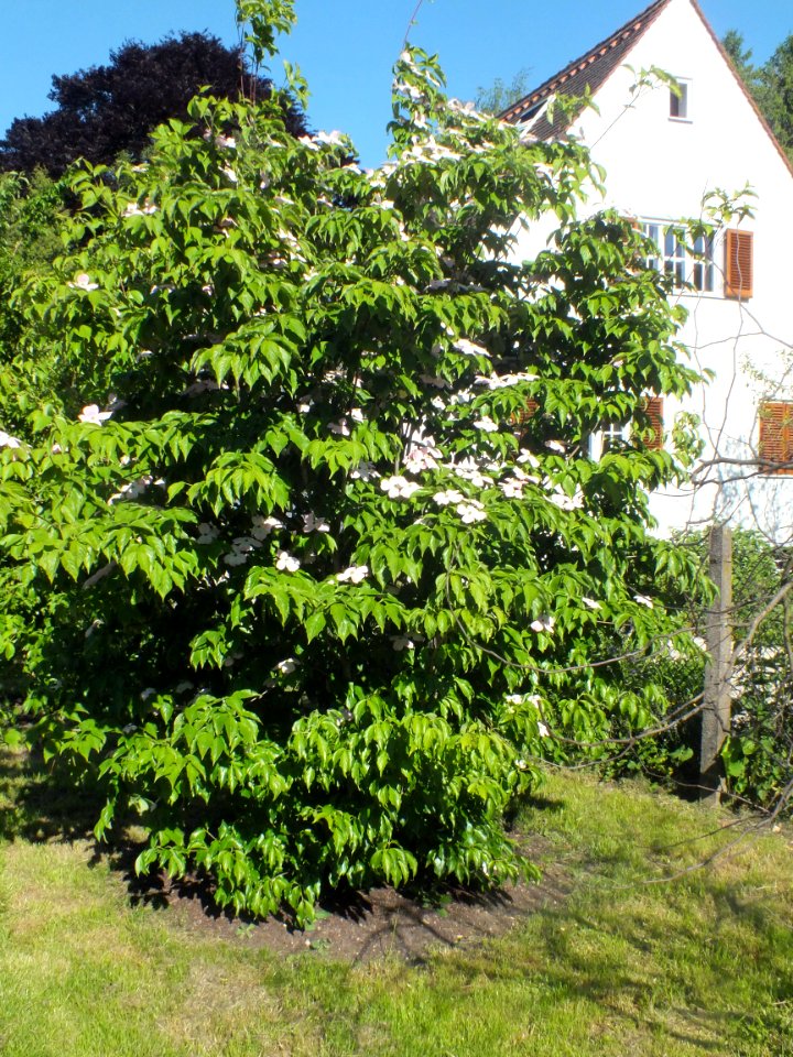 Wzwz tree 15a Cornus florida 'Cherokee Brave'