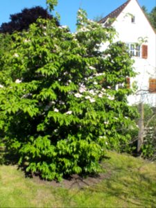 Wzwz tree 15a Cornus florida 'Cherokee Brave'