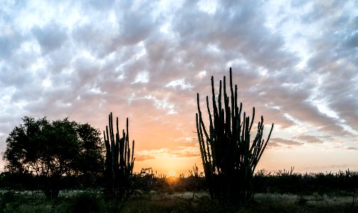 Xerophytic forest in Margarita island
