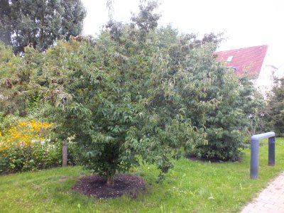 Wzwz tree 11g Cornus mas