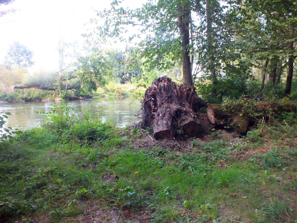 Wzwz würmmühlweiher 14