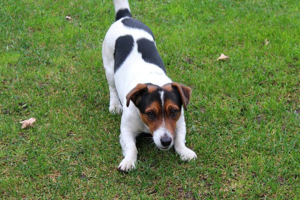 Friend small dog doggy