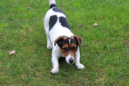Friend small dog doggy