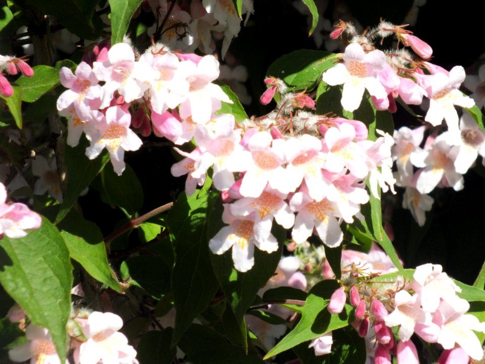 Wzwz tree 14h Kolkwitzia amabilis